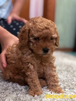 Red ,chocolate Ve Apricot Toy Poodle 3
