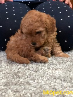 Red ,chocolate Ve Apricot Toy Poodle 2