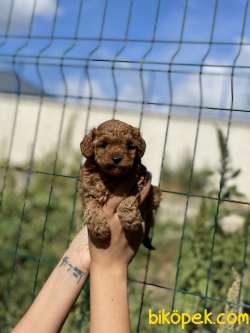 RED DİŞİ MİNİ TOY POODLE 1