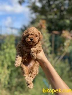 RED DİŞİ MİNİ TOY POODLE 3