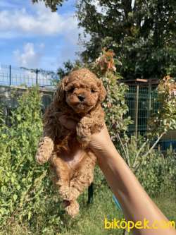 RED DİŞİ MİNİ TOY POODLE 2