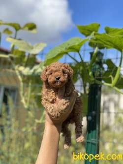 RED DİŞİ MİNİ TOY POODLE 4