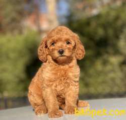 RED DİŞİ MİNİ TOY POODLE 1