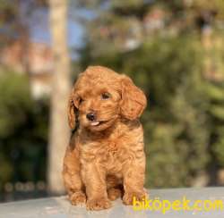 RED DİŞİ MİNİ TOY POODLE 3