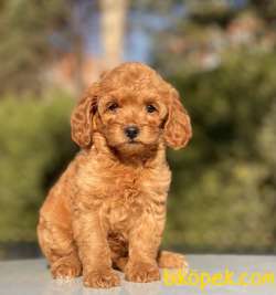 RED DİŞİ MİNİ TOY POODLE 2