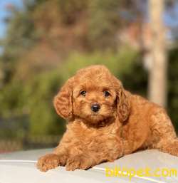 RED DİŞİ MİNİ TOY POODLE 5