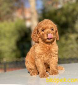 RED DİŞİ MİNİ TOY POODLE 4