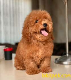 RED DİŞİ POFUDUK TOY POODLE BEBEĞİMİZ 4