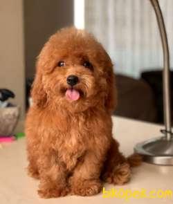 RED DİŞİ POFUDUK TOY POODLE BEBEĞİMİZ 2