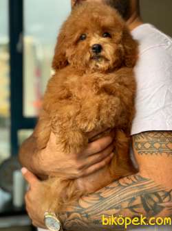 RED DİŞİ POFUDUK TOY POODLE BEBEĞİMİZ 1