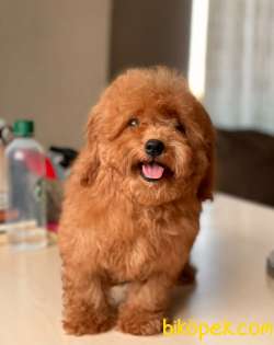 RED DİŞİ POFUDUK TOY POODLE BEBEĞİMİZ 3