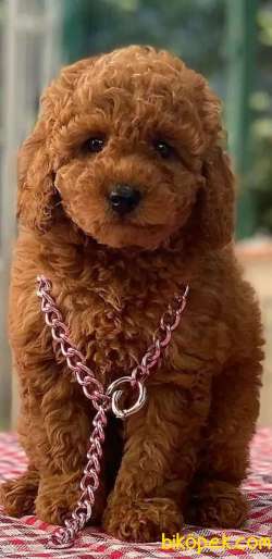 RED DİŞİ TOY POODLE 1