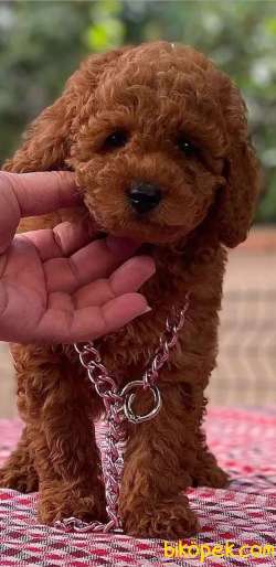 RED DİŞİ TOY POODLE 2