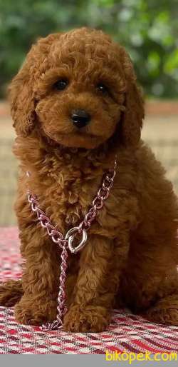 RED DİŞİ TOY POODLE 3