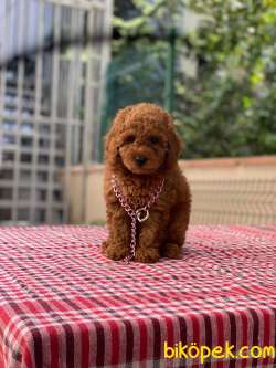 Red Dişi Toy Poodle Prensesimiz 2