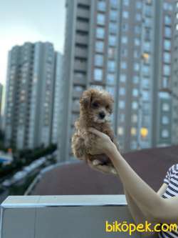 Red Dişi Toy Poodle Prensesimiz 1