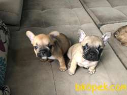 Red Fawn Erkek French Bulldog 4