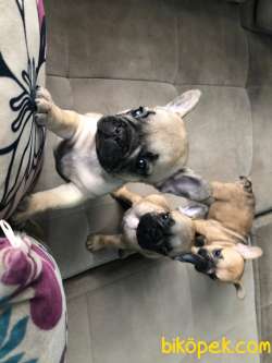 Red Fawn Erkek French Bulldog 5