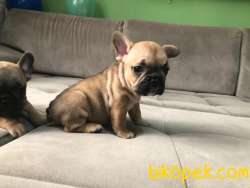 Red Fawn Erkek French Bulldog 3