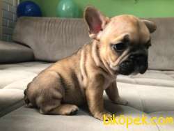 Red Fawn Erkek French Bulldog 2