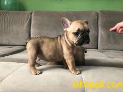 Red Fawn Erkek French Bulldog 1
