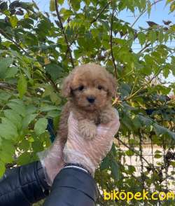 RED GERÇEK MALTİPOO BEBEKLERİMİZ