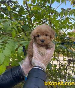 RED GERÇEK MALTİPOO BEBEKLERİMİZ 2