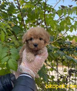 RED GERÇEK MALTİPOO BEBEKLERİMİZ 4