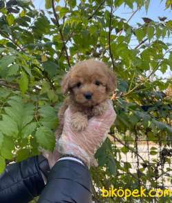 RED GERÇEK MALTİPOO BEBEKLERİMİZ 5