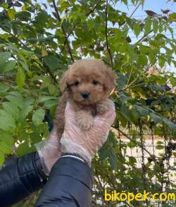 RED GERÇEK MALTİPOO BEBEKLERİMİZ 3