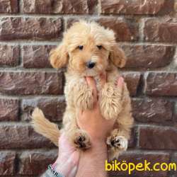 Red Kızıl Renk Erkek Maltipoo Yavrumuz 2