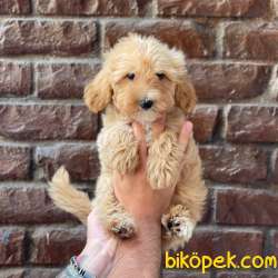Red Kızıl Renk Erkek Maltipoo Yavrumuz 1