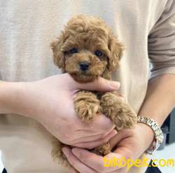 Red Light Bebek Surat Poodle Toy 3