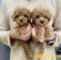 Red Light Bebek Surat Poodle Toy 1