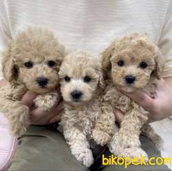 Red Light Bebek Surat Poodle Toy 2