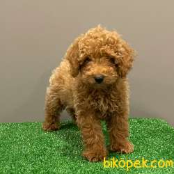 Red Light Toy Poodle Erkek Yavrumuz 2
