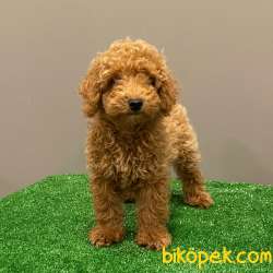 Red Light Toy Poodle Erkek Yavrumuz 4
