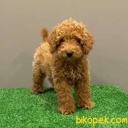 Red Light Toy Poodle Erkek Yavrumuz 3