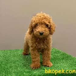 Red Light Toy Poodle Erkek Yavrumuz 1
