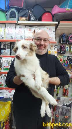 Red Merle Border Colie Yavrulari Masmavi Gözlü 4