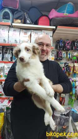 Red Merle Border Colie Yavrulari Masmavi Gözlü 1
