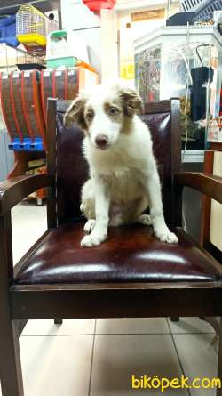 Red Merle Border Colie Yavrulari Masmavi Gözlü 3