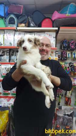 Red Merle Border Colie Yavrulari Masmavi Gözlü 2