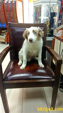 Red Merle Border Colie Yavrulari Masmavi Gözlü 5