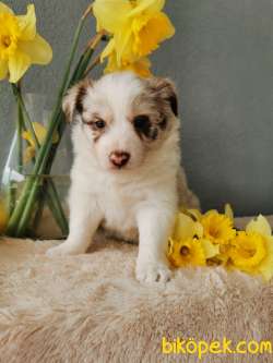 Red Merle Border Collie 2