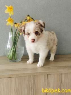 Red Merle Border Collie 4