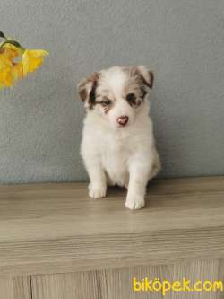 Red Merle Border Collie 2