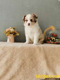 Red Merle Border Collie 5