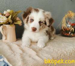 Red Merle Border Collie 1