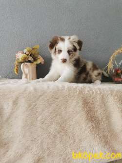 Red Merle Border Collie 4